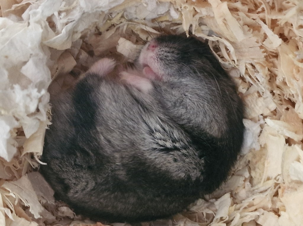 Is a Hamster a Good First Pet for a Child? An Honest Mom’s&nbsp;View