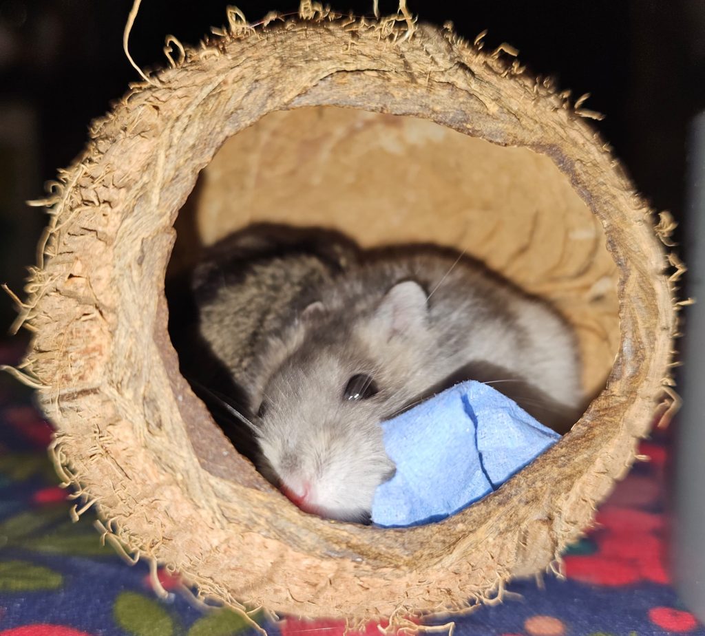 Kiki, a grey dwarf hamster, peeking out of a coconut shell hide